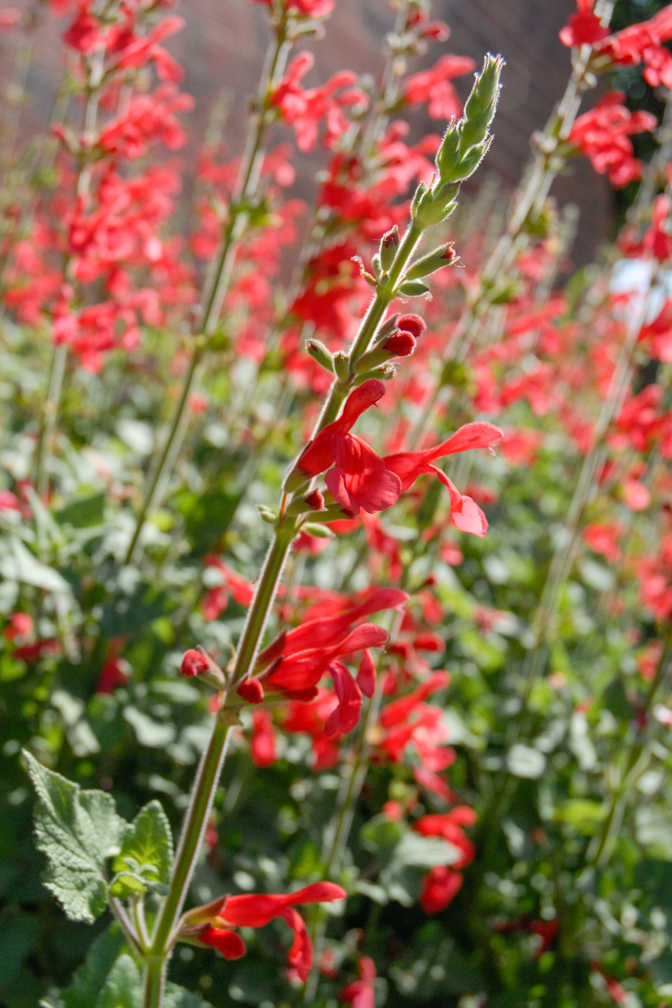 Vermillion Bluffs Mexican Sage